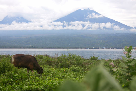 A cow and a couple of volcanoes. Meet Gilimanuk. A cow and a couple of volcanoes. Meet Gilimanuk.