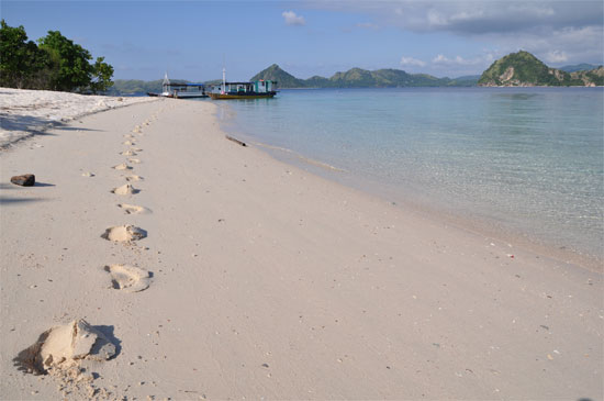 No Komodo dragons thankfully