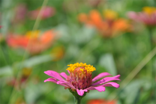 Pink.