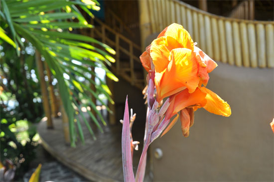Orange.