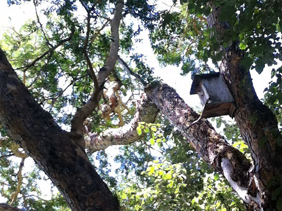 A Bali starling at home. A Bali starling at home.