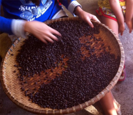 Sorting the beans before they go on display. Sorting the beans before they go on display.