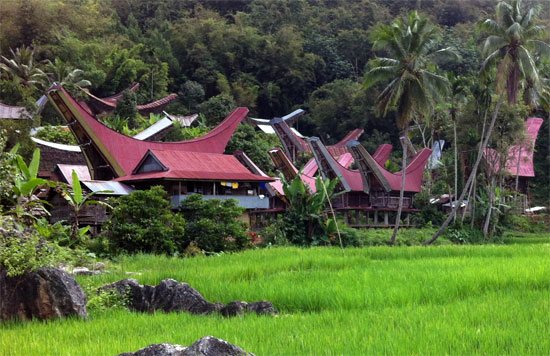 A typical Tana Toraja scene. A typical Tana Toraja scene.