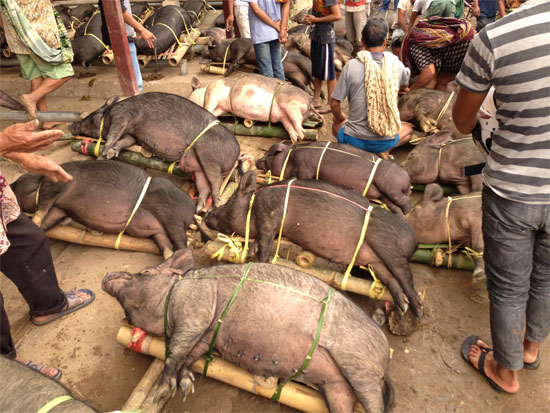 Request pig reincarnation far from Rantepao.