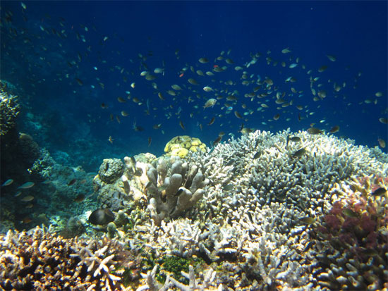Coral & fish at Pulau Taupan.