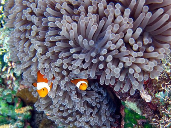 Nemo?