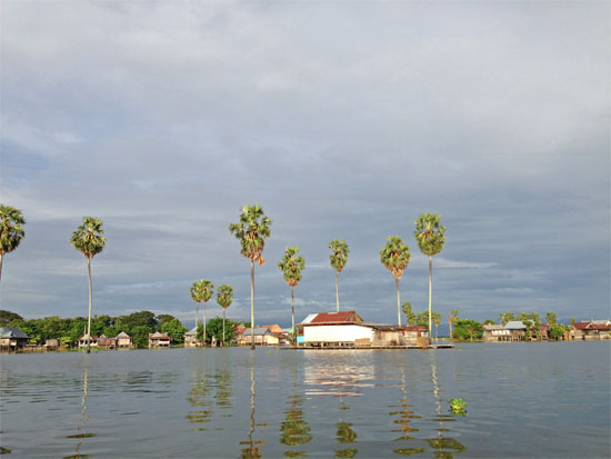Sugarpalms everywhere.