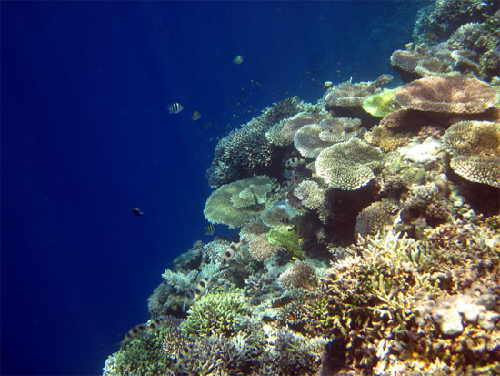 Taupan dropoff near Bomba. Photo: Travelfish member SBE :)