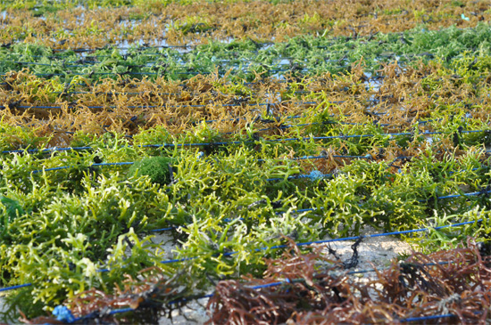 A harvest of seaweed.