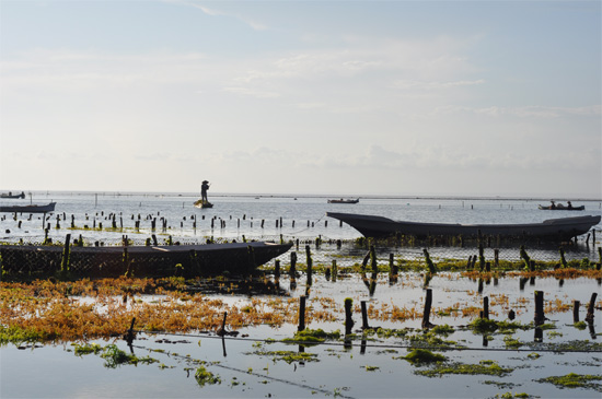 One man and his boat. And some seaweed.