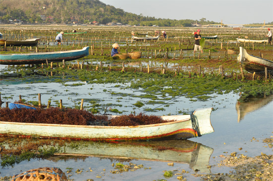 Low waters make for a busy afternoon.