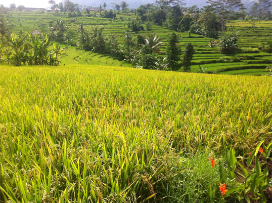 Take the family for a ricefield walk around Sidemen.