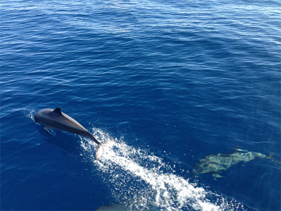 At least management don't control the dolphins.