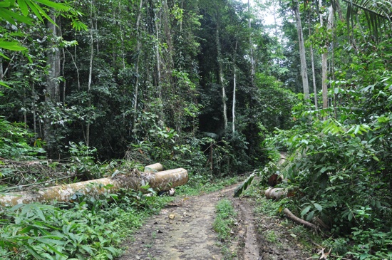 A good bit of the Bomba to Wakai road