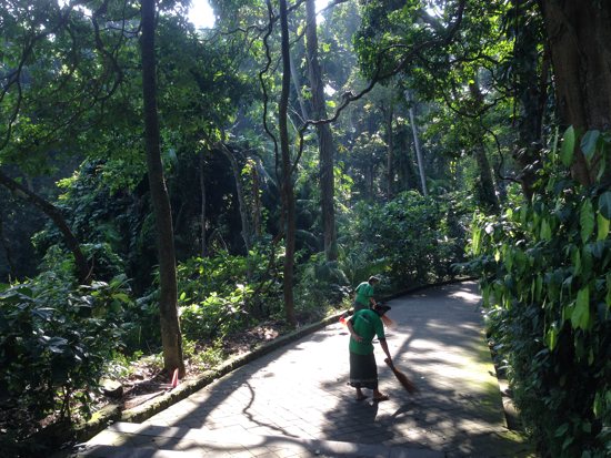 Can you see the monkey?