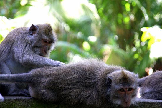 Monkeys pretending to be cute.
