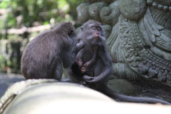 Monkey pretending to be meditative.