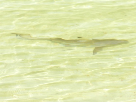At low tide, a wade in the water reveals dozens of these harmless small sharks. At low tide, a wade in the water reveals dozens of these harmless small sharks.