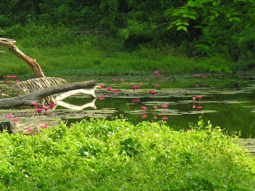 Inland water lillies; just watch out for that monitor lizard. Inland water lillies; just watch out for that monitor lizard.