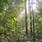 I'd like a room with a jungle view please.