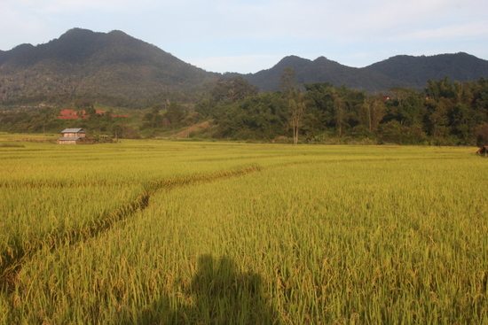 A rare ricefield on arrival in Boun Neua A rare ricefield on arrival in Boun Neua