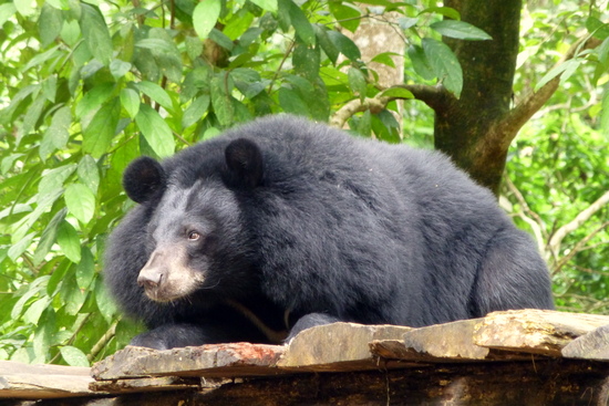 A black bear relaxing at the rescue centre.