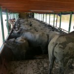 Cargo on the river includes buffaloes.