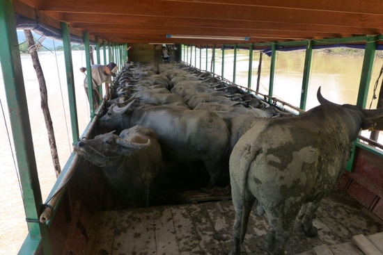 Cargo on the river includes buffaloes.