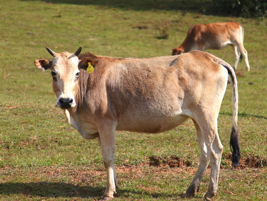 Part of the fun at jars site 3 is navigating the bovine inhabitants.
