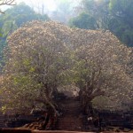 When the frangipani are in full bloom, Wat Phu really comes into its own.
