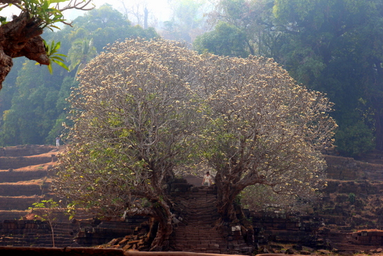 frangipani-in-wat-phu.jpg