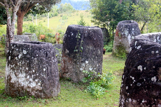 These jars are shaded by trees at site three as cattle roam around keeping the grass short.