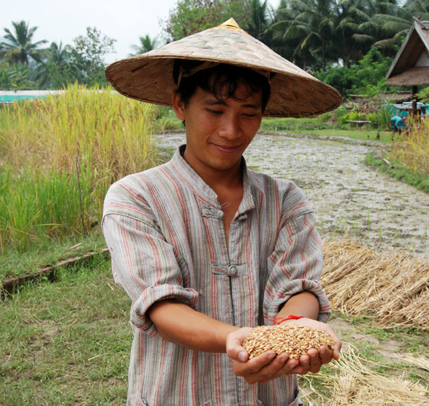 growing rice