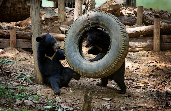 Best friends Kobe and Moonie, healthy and safe. Photo by Phoebe Morley, courtesy of Free the Bears.