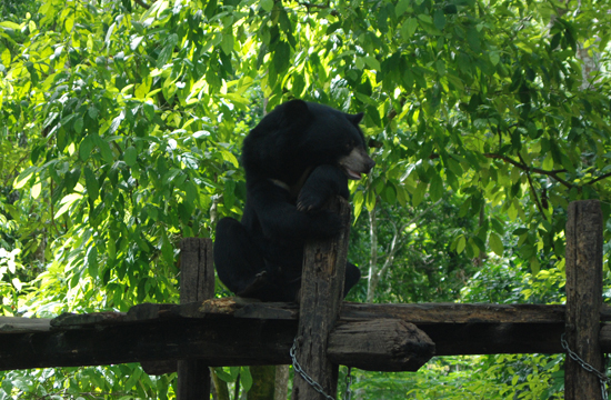 Most bears arrive at the Bear Rescue Centre as cubs after being confiscated from hunters or farmers.