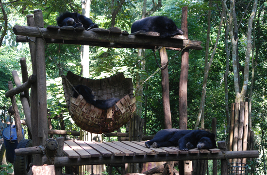 LP_Free the Bears_enclosure_Cindy Fan