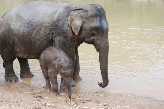 Kids are welcome in Luang Prabang.