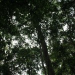 Gratuitous tree shot.