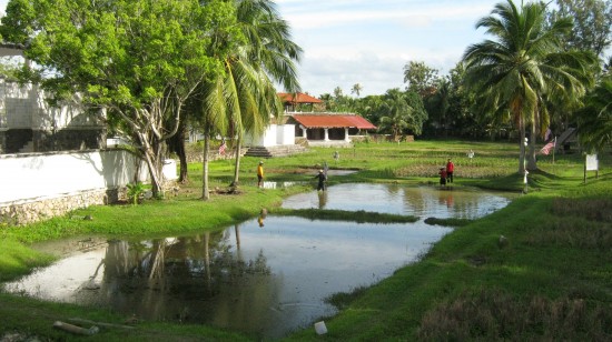 laman-padi