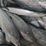 These small Mackerel have no scales and quite tasty.