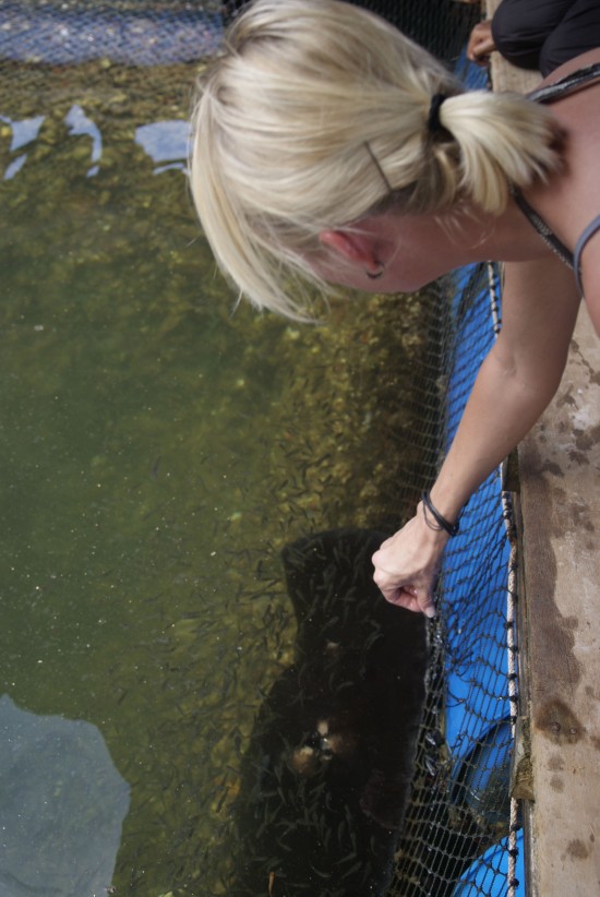 Can finally scratch Stingray feeding of the bucket list!