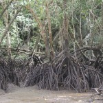 mangroves