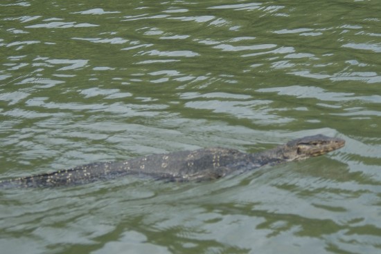 Just another day in the Mangroves for this Monitor lizard.