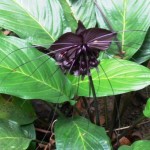 The gardens' famed Black Lily.