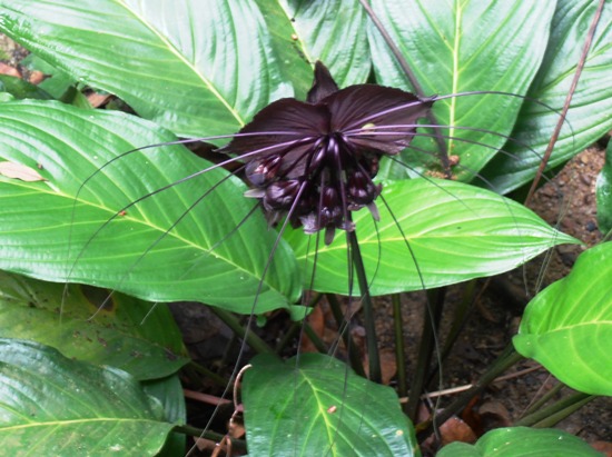 The gardens' famed Black Lily.