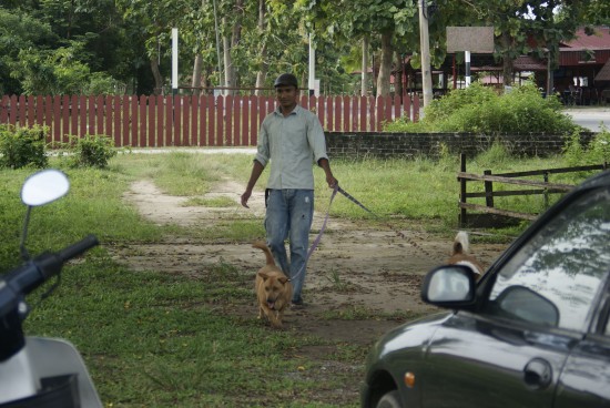The daily dog 'walks' are an important part of sanctuary life.