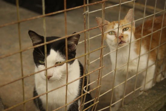 These guys would love to be adopted.