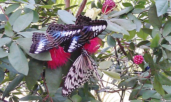 With up to four thousand butterflies flying around at any one time, competition for the best nectar can get a little heated.