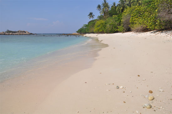 Turtle Beach: Good for turtles -- and sharks before 9am.