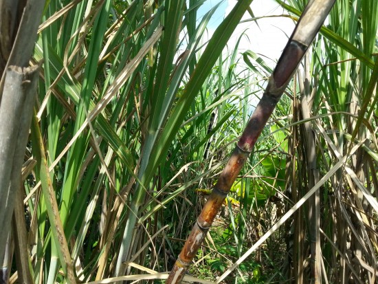A field of Sugar Cane is a welcome sight.
